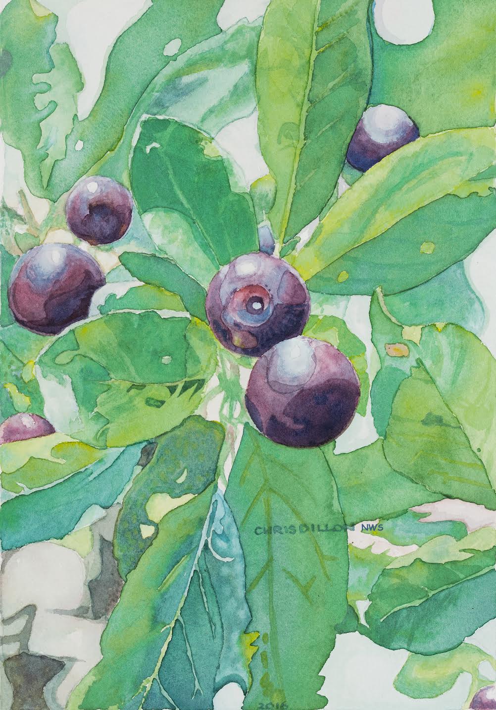 Watercolor painting of blue berries