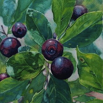 Watercolor painting of blue berries