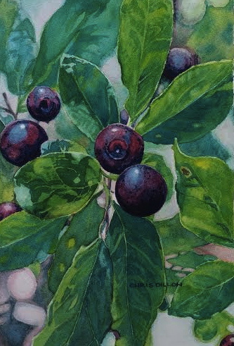 Watercolor painting of blue huckleberries