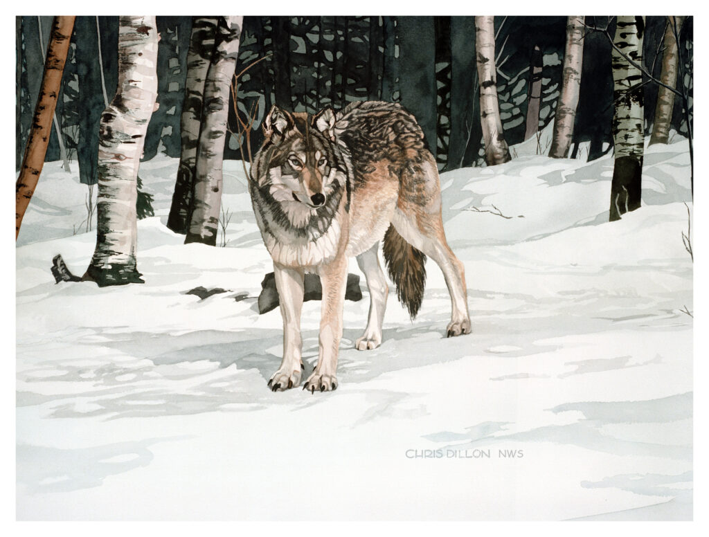 Watercolor painting of timber wolf in the snowy birch woods