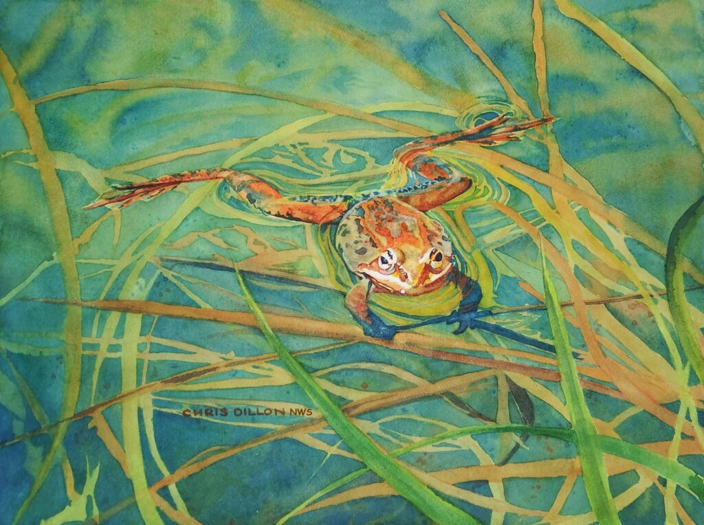 Watercolor painting of frog grasping the reeds in the water