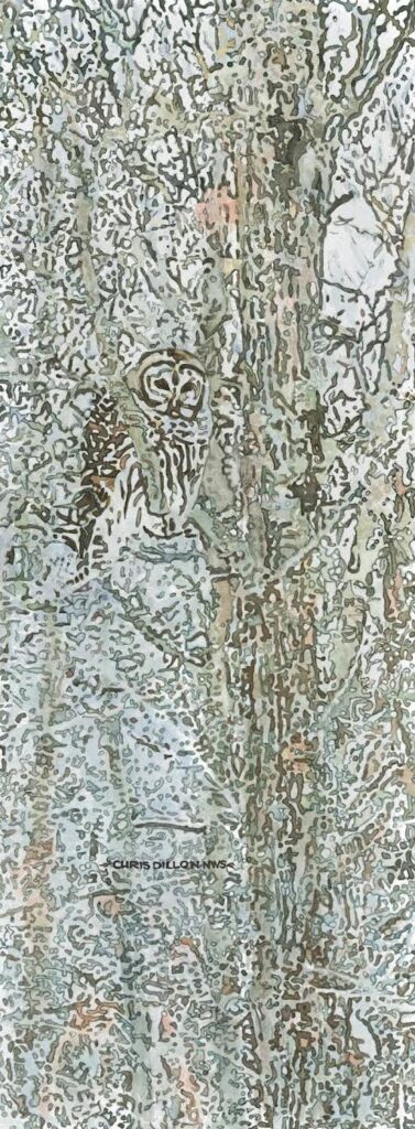 Watercolor of Barred Owl camouflaged on maple tree in the winter