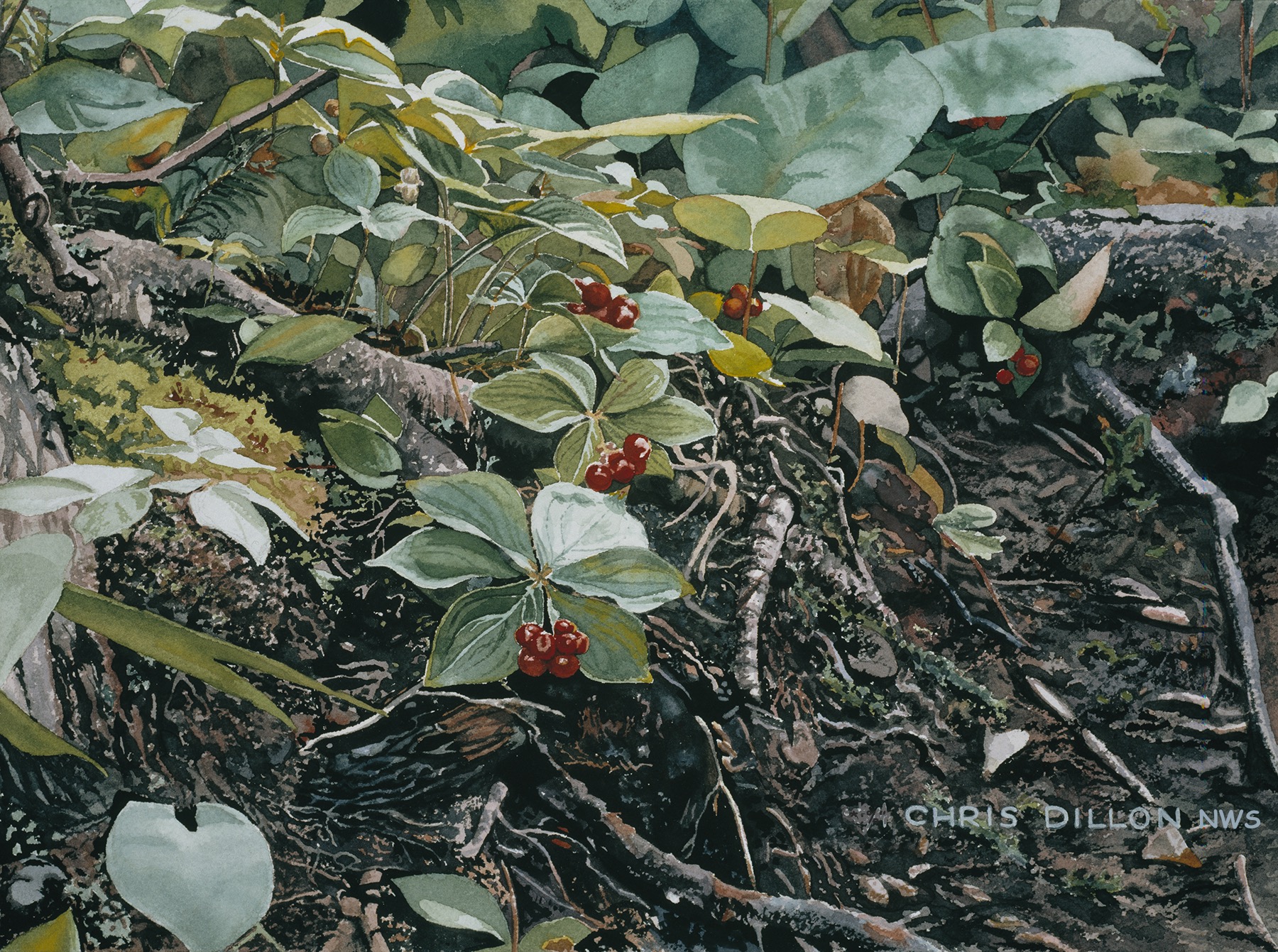 Watercolor painting of Dogwood leaves and berries among the birch tree roots and moss